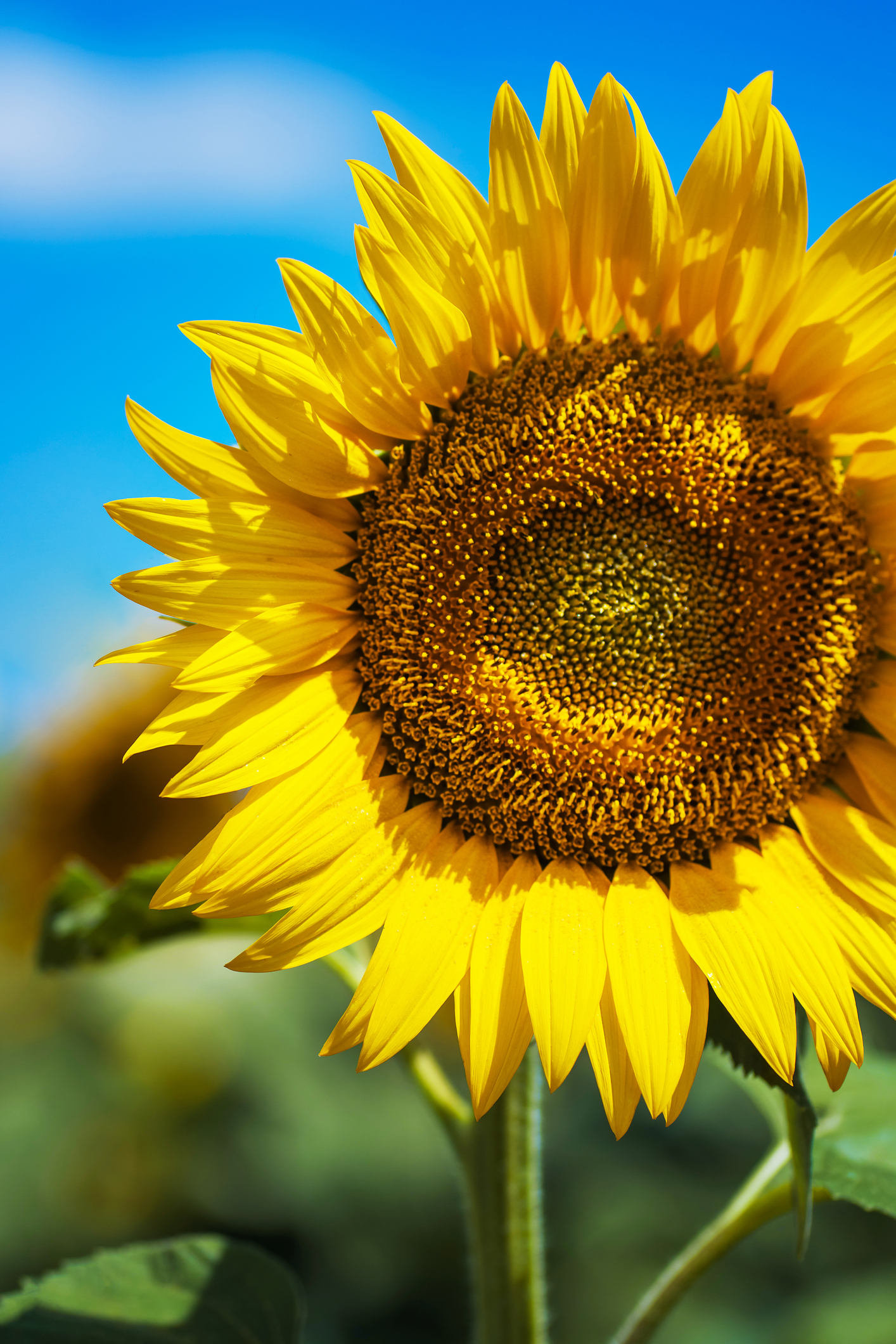 Sunflower close-up in a field. Inflorescence of bright yellow sunflower against the background of clear blue sky. vertical