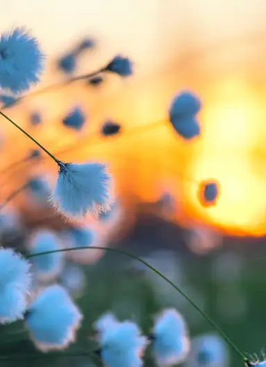 A close-up of delicate cotton-like flowers in a meadow at sunset, with soft focus on the fluffy petals and golden hues of the setting sun in the background.