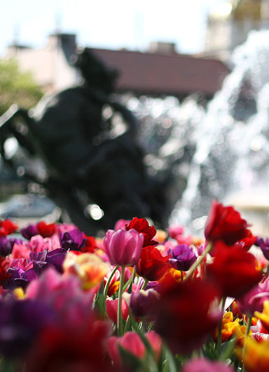 Tulips in front of a statue and fountain in Kansas City