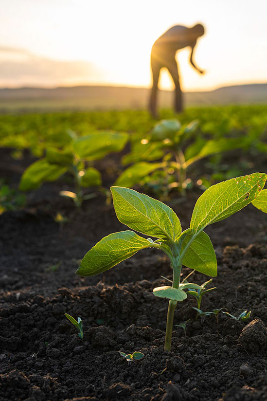 Farmer-Examining-Seeds-at-Sunset-WEB-Vertical.jpg